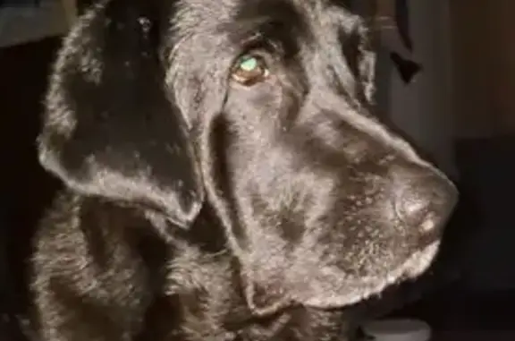 Собаки потеряшки, Томск, фото: Потеряшка собака, Таджикский пер., 19, Томск