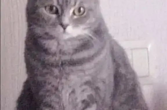 Кошки потеряшки, Кыштым, фото: Потеряшка серая кошка, Медный проезд, 9