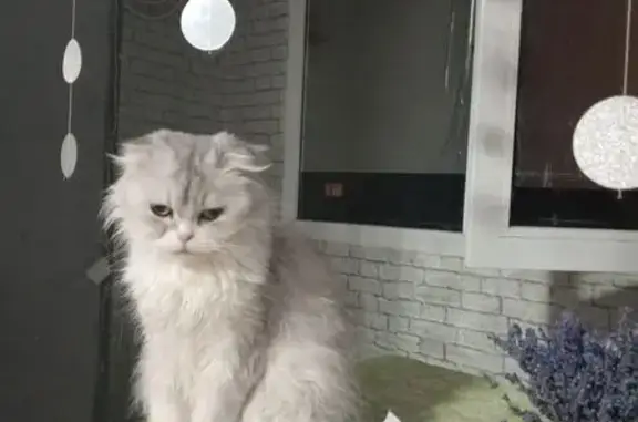 Пропала кошка, ул. Крылова, 21, Севастополь