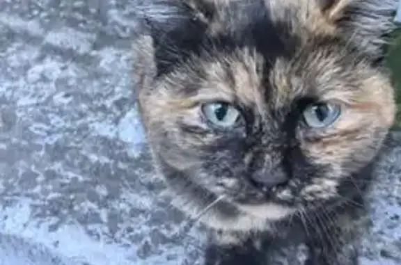 Кошка найдена: пер. Островского, 27, Томск