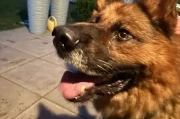 Овчарка найдена в Каринском, Владимирская обл.