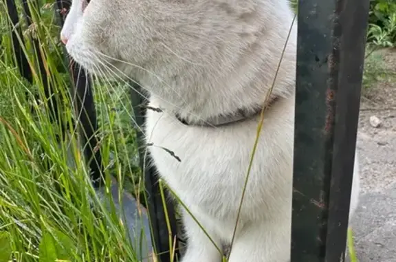 Кошка найдена на Кирочной улице, СПб