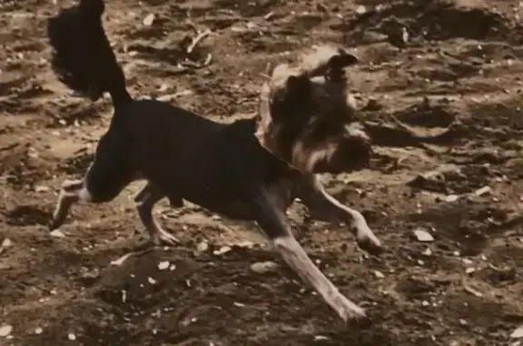 Пропал йорк на Горной, 3, Утесное