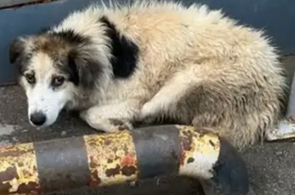 Найдена собака, ул. Володарского 14, Тула