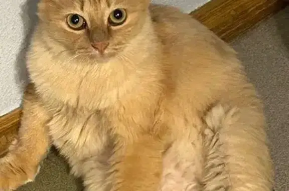 Найденные животные Новосибирск, фото: Найдена кошка, Писарева 32, Новосибирск