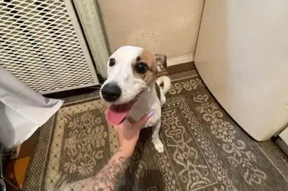 Найдена собака, Рябикова 30Б, Иркутск