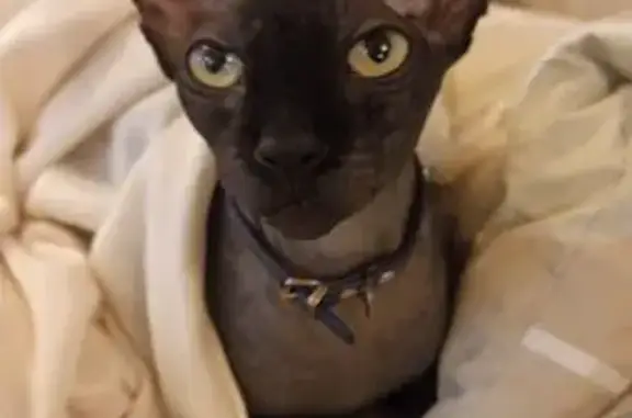 Кошки потеряшки, Апрелевка, фото: Потеряшка кошка, 3-й Солнечный проезд, Апрелевка