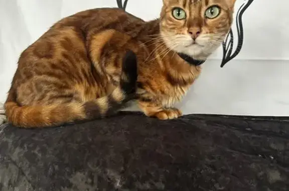 Пропала кошка, Волжская наб., 9А, НН