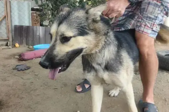 Собака найдена: Линейный пер. Красина, 3, Волгоград