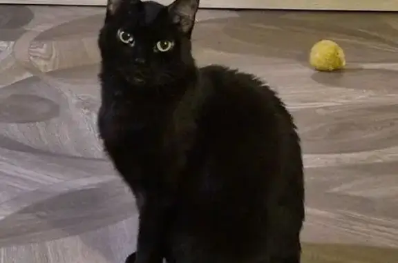 Кошки потеряшки, Красноярск, фото: Потеряшка кошка, ул. Вавилова 48, Красноярск