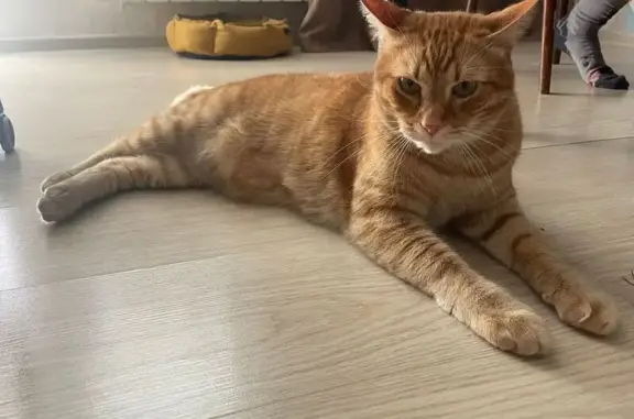 Пропал рыжий кот, 1-я Кленовая, 49, Казань