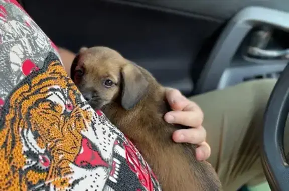 Собака найдена: ул. Аверкиева, 32, Краснодар