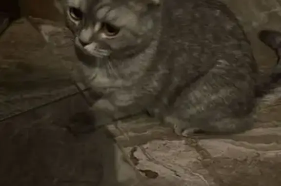 Кошка найдена: ул. Яцкова, 19 к1, Краснодар