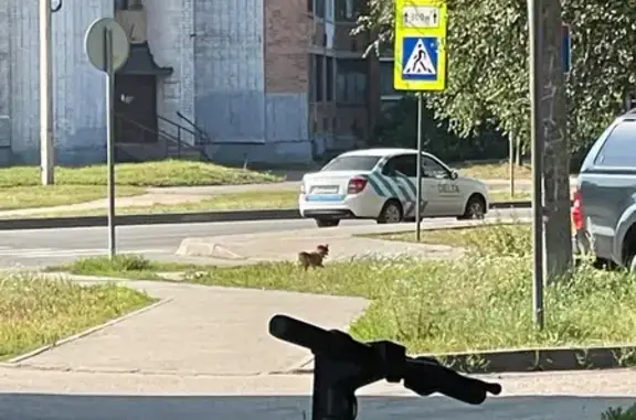 Собака на Саукова, Ярославль, найдена