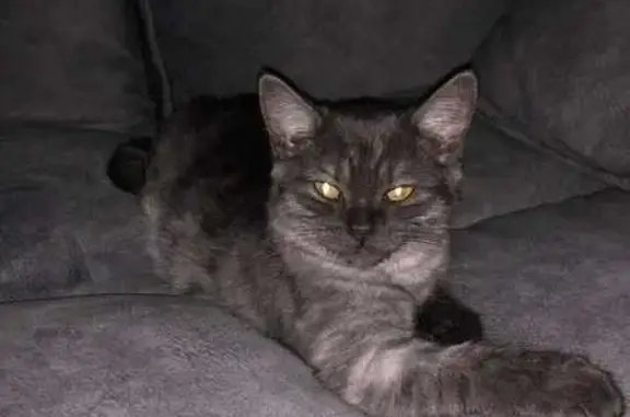 Кошки потеряшки, Елец, фото: Потеряшка кошка, ул. Генерала Костенко, 58А