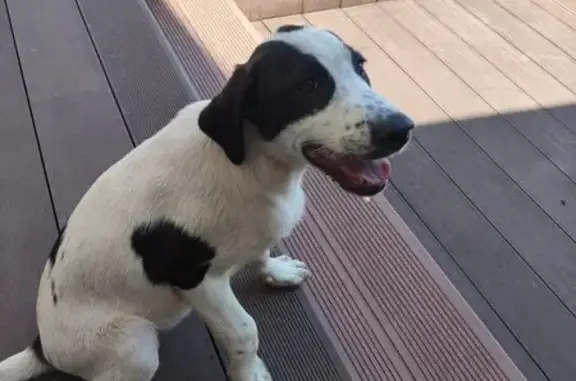 Найдена собака, Ворсма, фото: Найден щенок, ул. Ленина, Ворсма