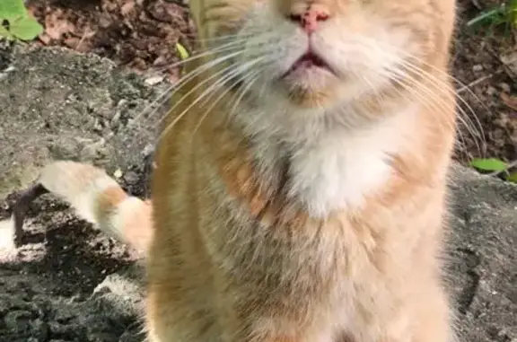 Найдена кошка, Московская область, фото: Рыжий котик найден на Ленинградском шоссе