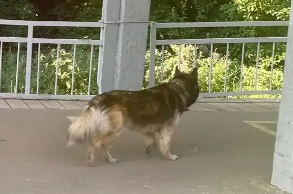 Собака найдена, ул. Панфилова 45, Дедовск