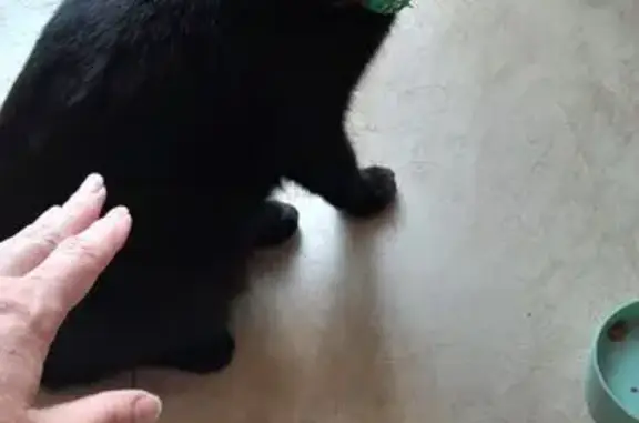 Кошка найдена: Почтовая ул., 12, Курск