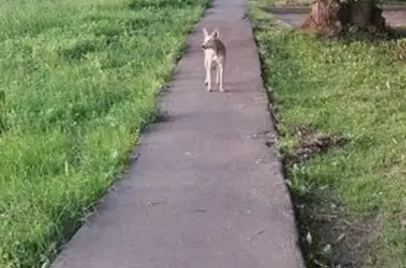 Собака найдена: ул. Советская 19, Реутов