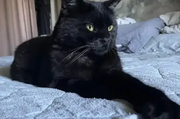 Черный кот найден: Медицинская ул., 7, Видное