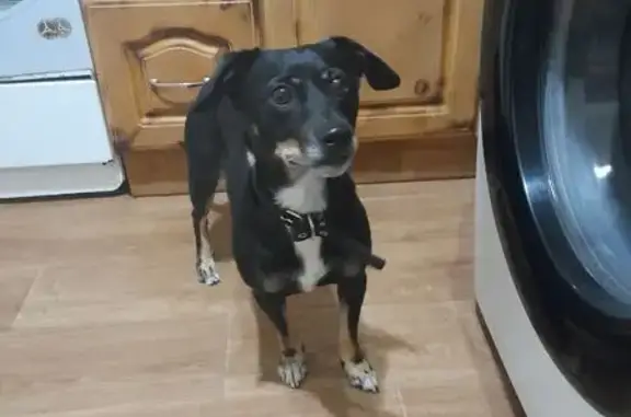 Объявления о пропавших и найденных животных, Биробиджан, фото: Найдена собака, Осенняя ул. 37, Биробиджан