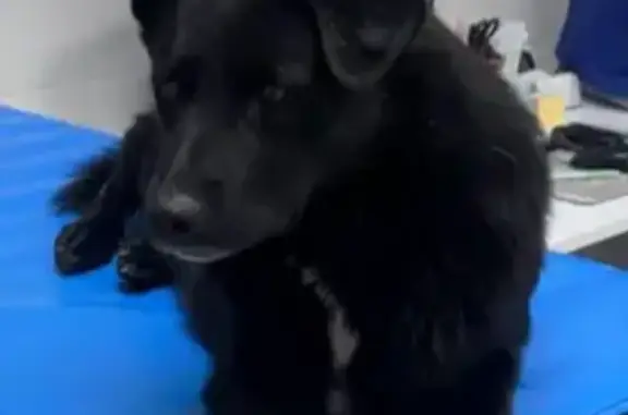 Найдена собака, Зеленогорск, фото: Собака найдена: Театральная ул., Зеленогорск