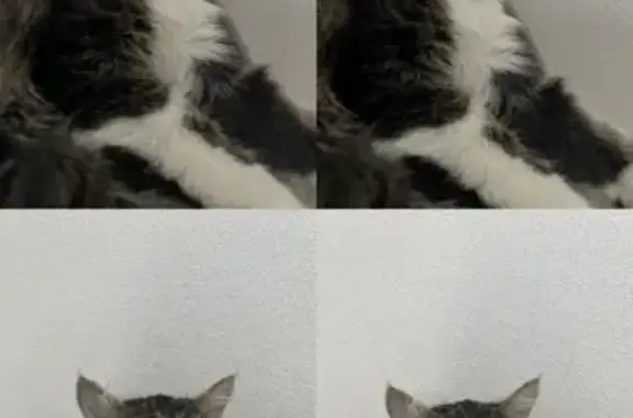 Кошки потеряшки, Кемерово, фото: Потеряшка кошка, Весенняя ул. 18, Кемерово