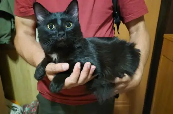 Найдена кошка, , фото: Найдена кошка, ул. Никонова, 36, Тольятти