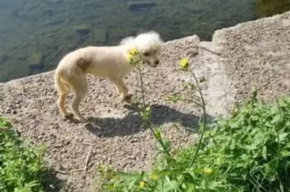 Белый пудель найден на Охотничьей, Москва