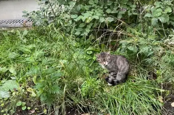 Кошка найдена на Машиностроителей, 38