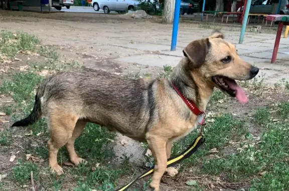 Собака найдена: Краснолиповское СП, Волгоградская обл.