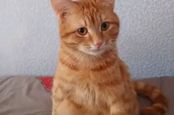 Пропала кошка, ул. Бачурина, 13А, Кунгур
