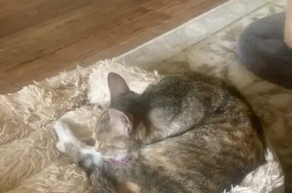 Кошка найдена: Пролетарская 54, Томск