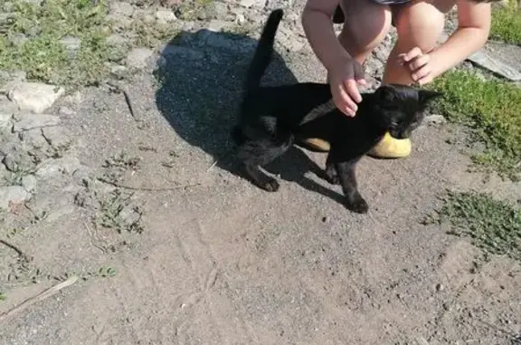 Черная кошка найдена, ул. Каштановая