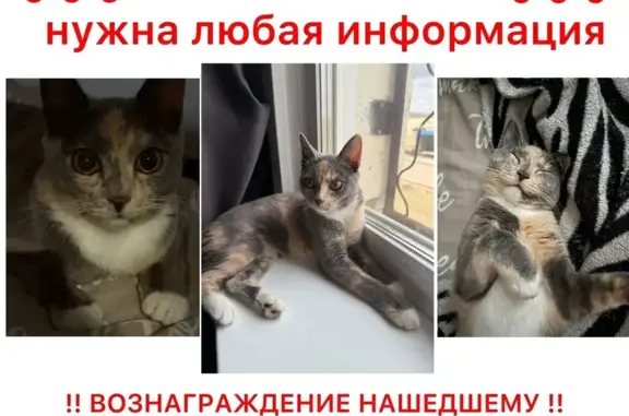 Кошки потеряшки, Краснокаменск, фото: Потеряшка кошка, ул. 820, Краснокаменск