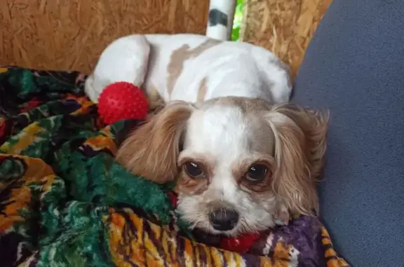 Собаки потеряшки, Ступино, фото: Потеряшка собака, ул. Островского, 6, Ступино