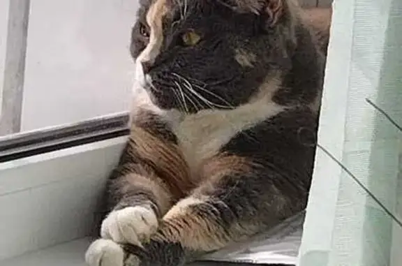 Пропала кошка, ул. Энгельса, Воронеж