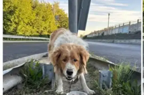 Найдена собака, Челябинск, фото: Собака найдена: пр. Ленина, Челябинск