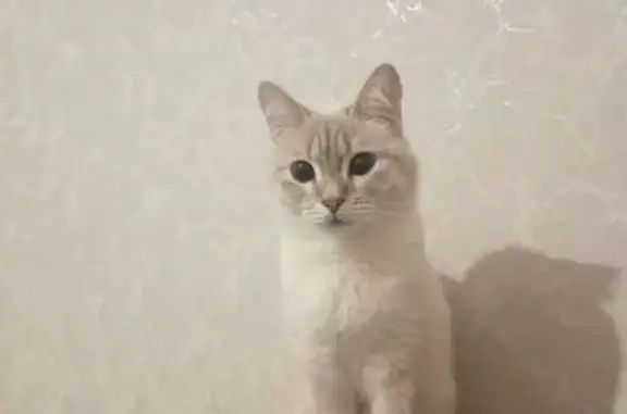 Кошки потеряшки, Нижневартовск, фото: Потеряшка кошка, Ханты-Мансийская 15