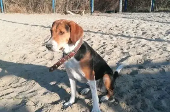 Собаки потеряшки, Тюмень, фото: Потеряшка собака, Широтная 210, Тюмень