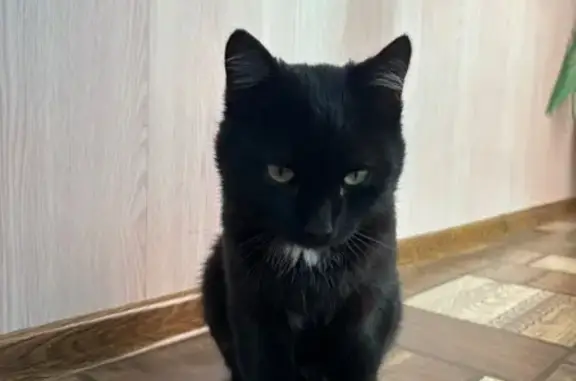 Найдена кошка, Когалым, фото: Найдена кошка, ул. Дружбы Народов, 38
