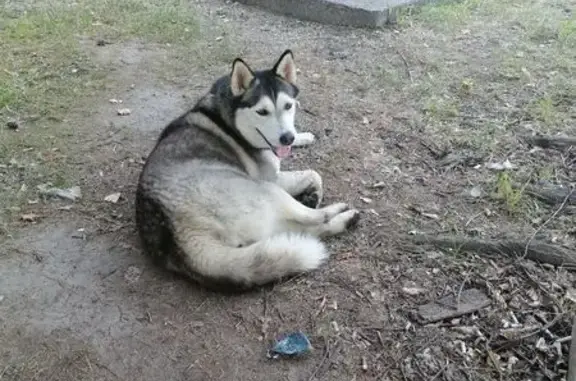 Найдена собака, Вологда, фото: Собака найдена: Окружное ш., 13В, Вологда