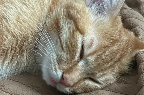 Кошки потеряшки, Кемерово, фото: Потеряшка кошка: Дунайская 69, Кемерово