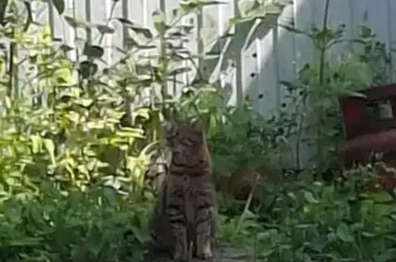Пропала кошка, Октябрьский пер., 4, Ступино