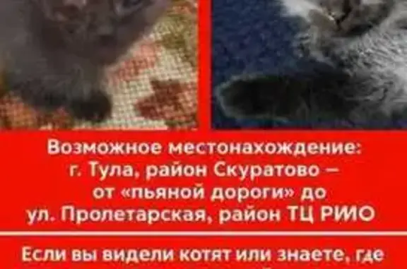 Пропали котята, пр. Ленина, Тула
