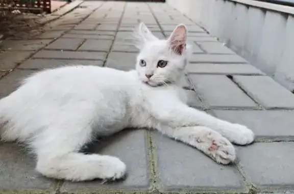 Найденные животные Таганрог, фото: Кошка найдена, Медный пер., 10, Таганрог