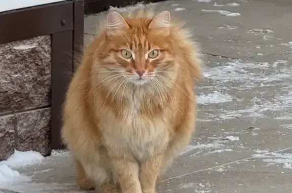 Кошки потеряшки, Солонцы, фото: Потеряшка кошка, Солонцы, Свободная ул.