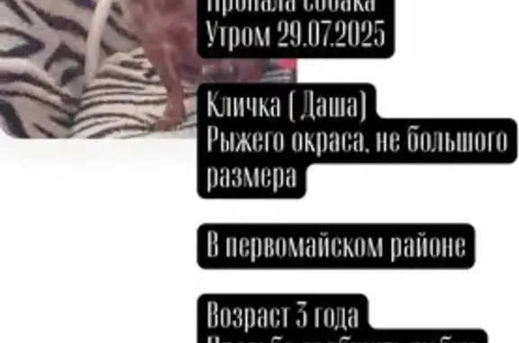 Пропала собака, Ворошиловский пр., 16