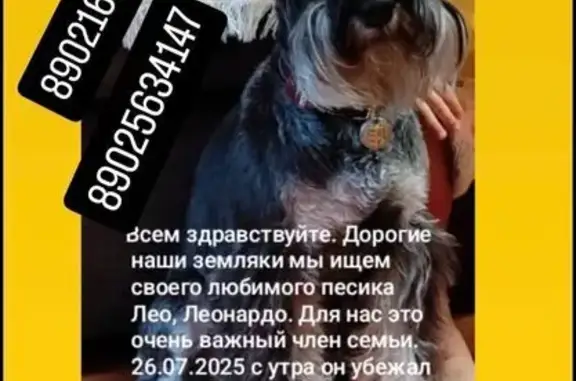 Пропал цвергшнауцер, Улан-Удэ, Рябиновая 56Б